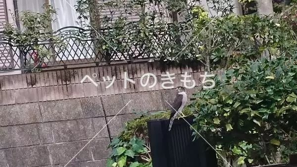 コメント投稿の画像