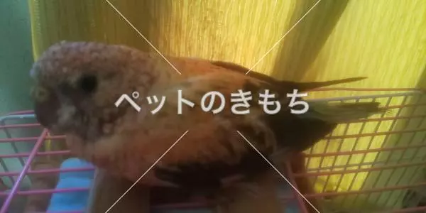 迷子鳥の画像