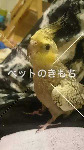 迷子鳥の画像