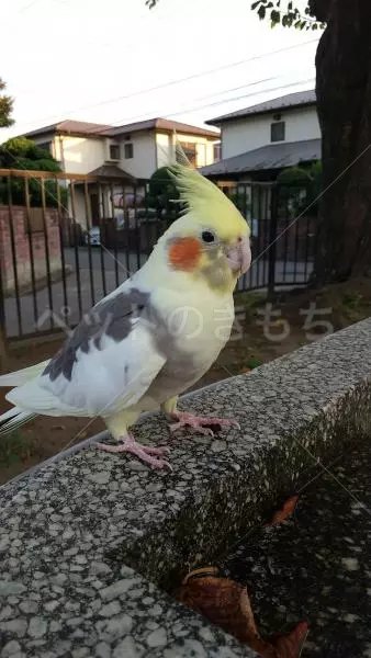 保護鳥の画像