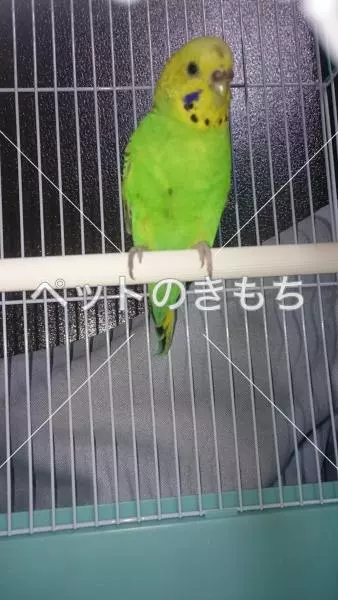 コメント投稿の画像