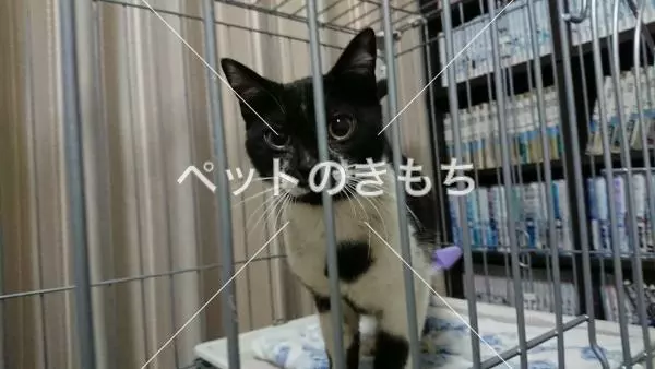 保護猫の画像