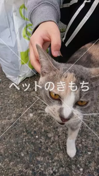 保護猫の画像