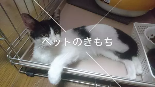 保護猫の画像