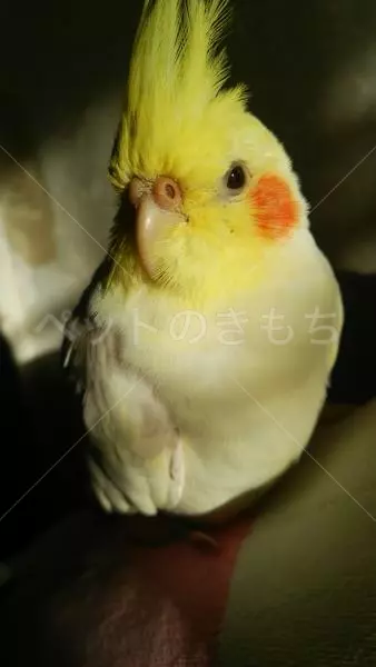 迷子鳥の画像