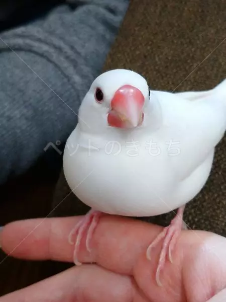 迷子鳥の画像