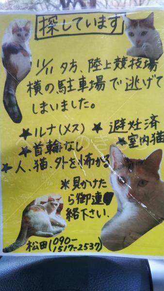 迷子猫の画像