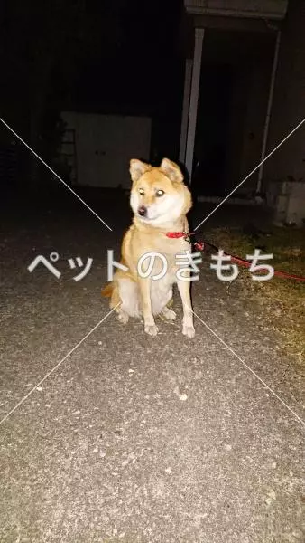 コメント投稿の画像