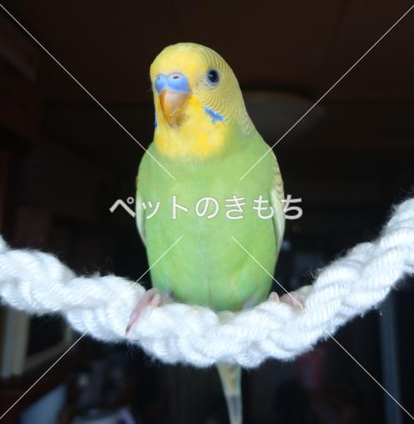 迷子鳥の画像