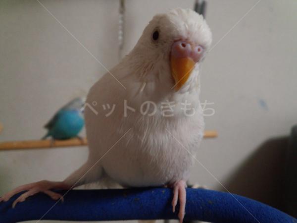 迷子鳥の画像