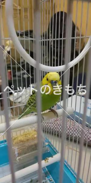 保護鳥の画像