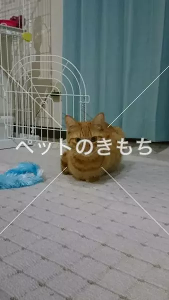 迷子猫の画像