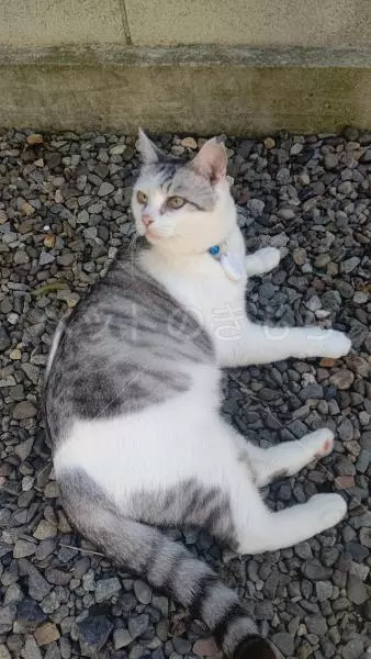 迷子猫の画像