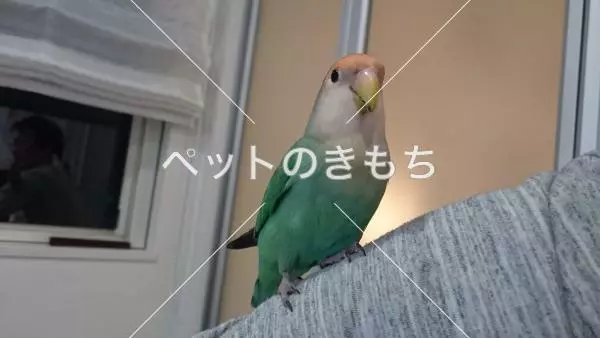 コメント投稿の画像