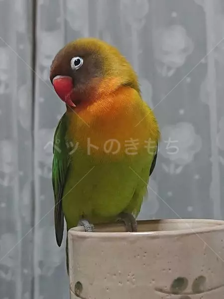 迷子鳥の画像