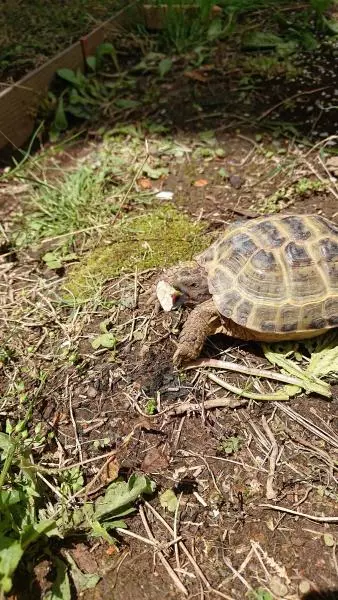 迷子ペットの画像