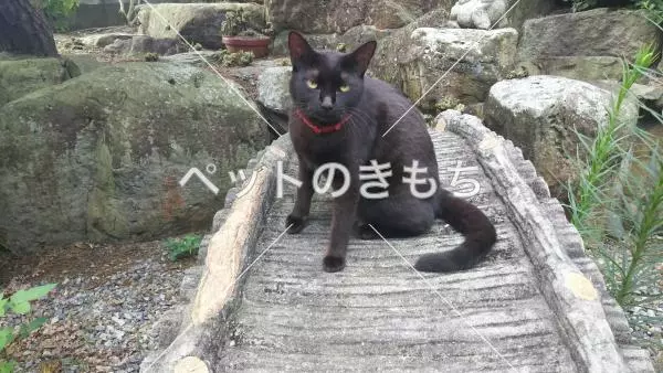 迷子猫の画像