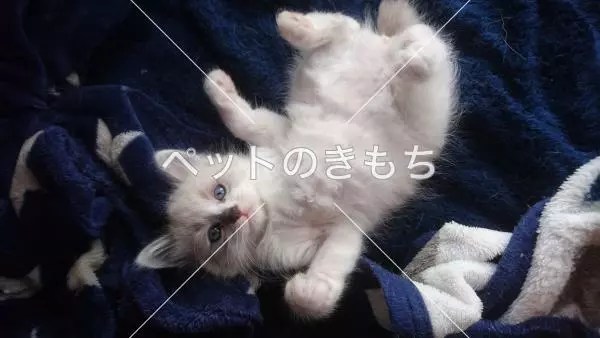 迷子猫の画像