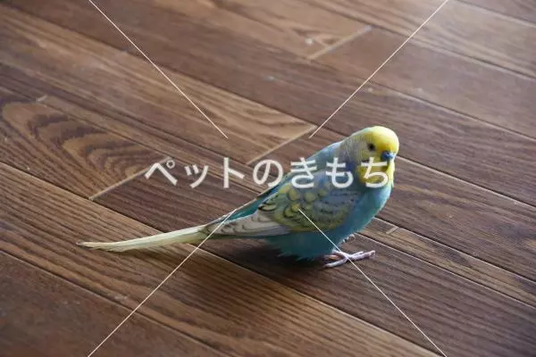 迷子鳥の画像