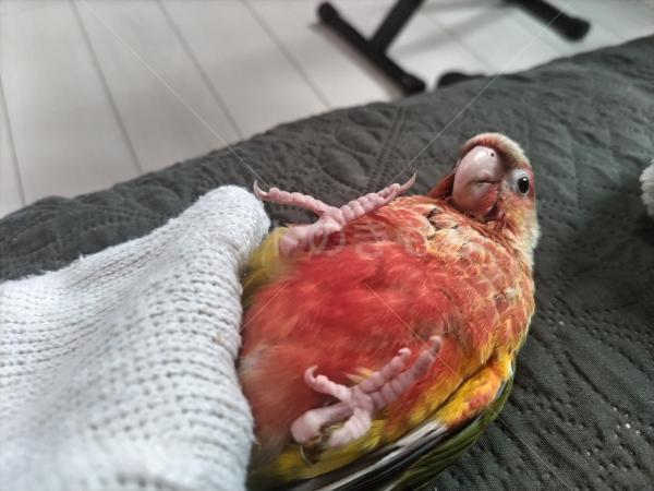 迷子鳥の画像