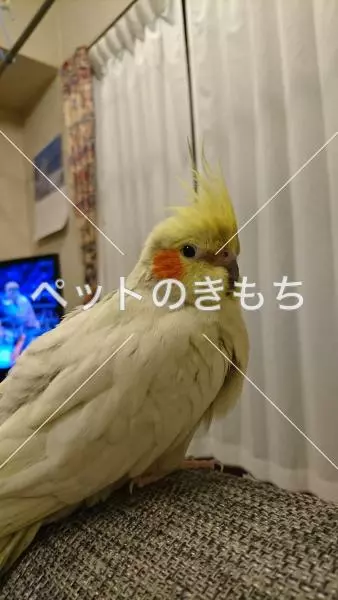 迷子鳥の画像