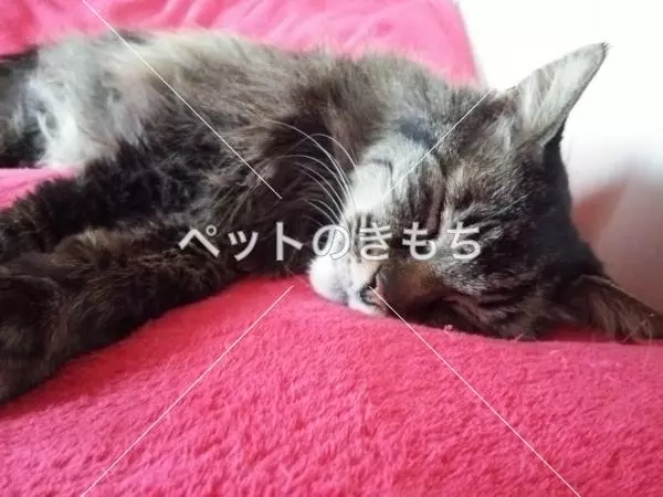 迷子猫の画像