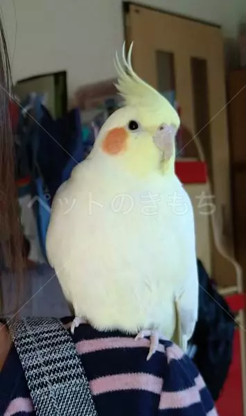 迷子鳥の画像