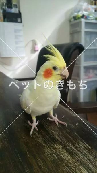 迷子鳥の画像
