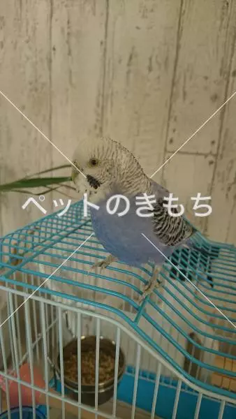 保護鳥の画像