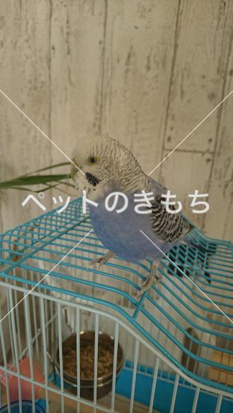 保護鳥の画像