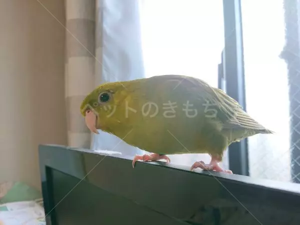 迷子鳥の画像