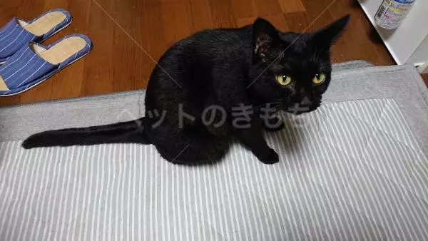 迷子猫の画像