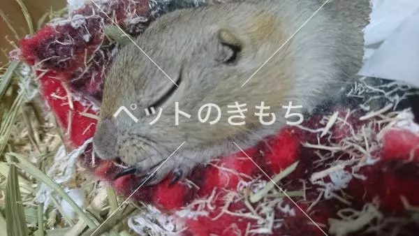 迷子ペットの画像