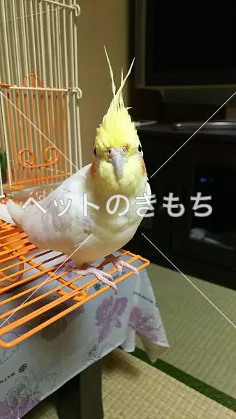 迷子鳥の画像