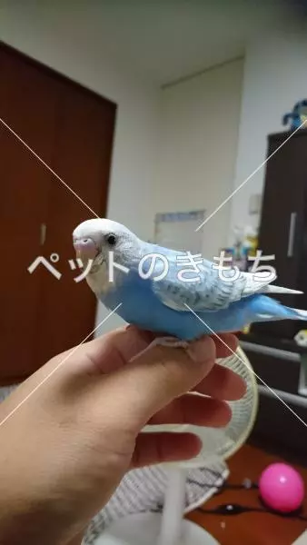 迷子鳥の画像