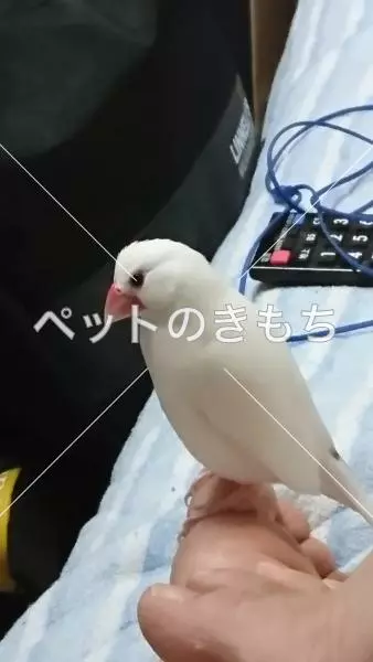 迷子鳥の画像