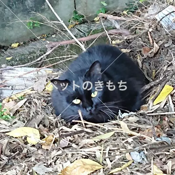 コメント投稿の画像