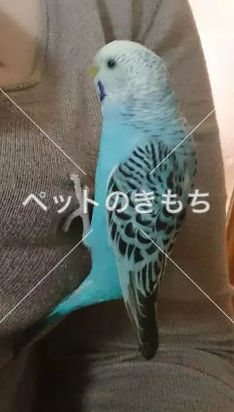 迷子鳥の画像