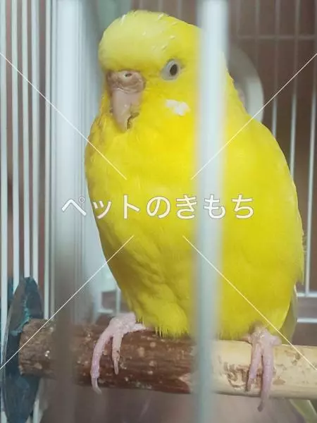 迷子鳥の画像