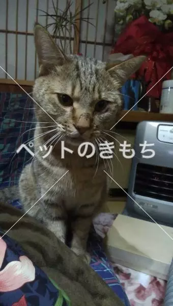 迷子猫の画像