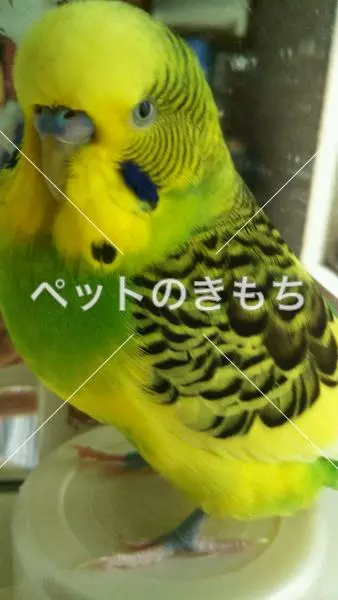 迷子鳥の画像