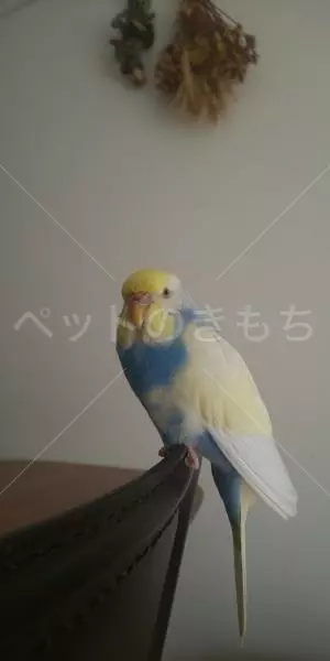 迷子鳥の画像