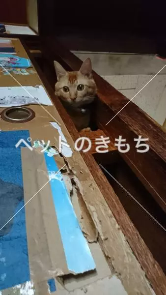 迷子猫の画像