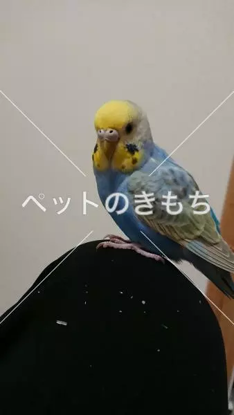 迷子鳥の画像