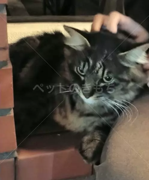 コメントの画像