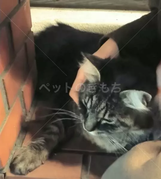 コメントの画像