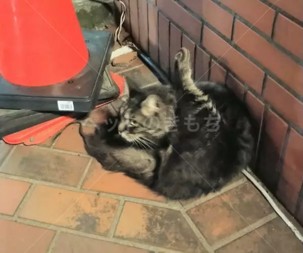 コメントの画像