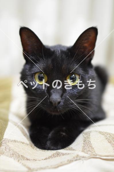 保護猫の写真