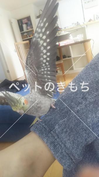 迷子鳥の画像