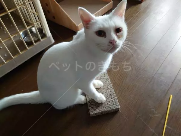 保護猫の画像